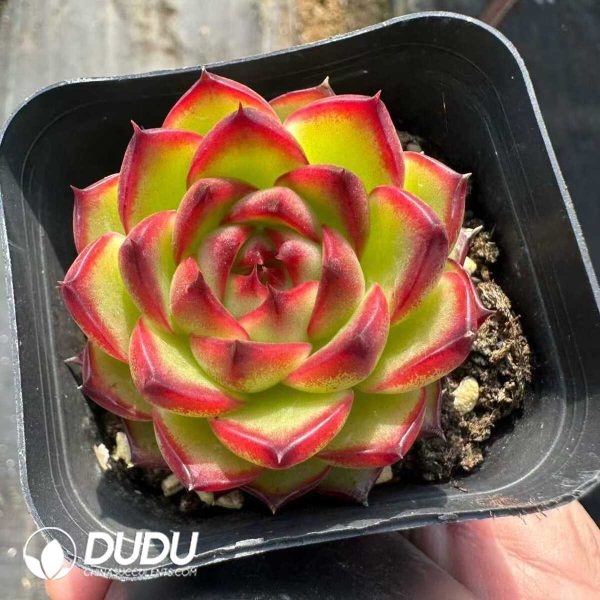 Echeveria Moonstone - Image 2