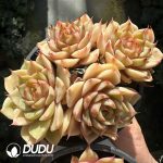Echeveria Golden Ben Badis - Image 2