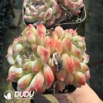 Echeveria Ice Soul Double Head - Image 2