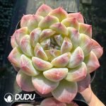 Echeveria Ice Soul - Image 2