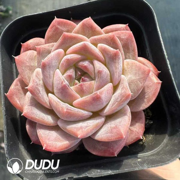 Echeveria Death - Image 2