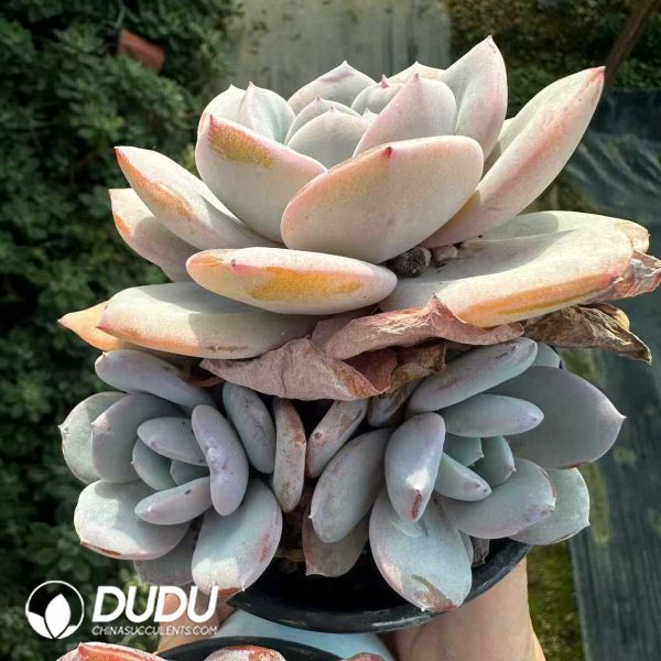 Echeveria Tea with milk Clustering - Image 2