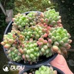 Sedum Jade Curtain Clustering - Image 2