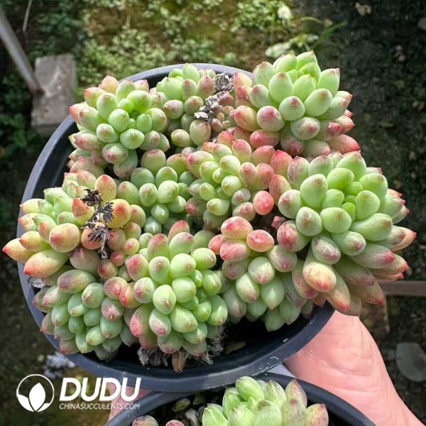 Sedum Jade Curtain Clustering - Image 2