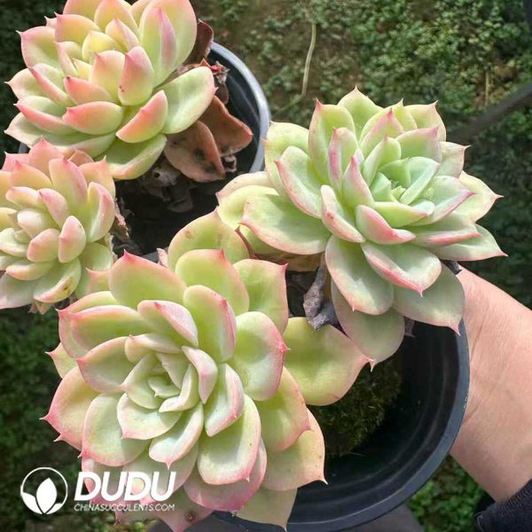 Echeveria Hami Melon Double Head - Image 2