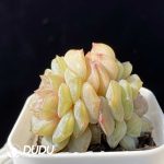 Echeveria Chungking Express Double Heads - Image 2