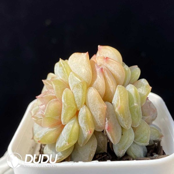 Echeveria Chungking Express Double Heads - Image 2