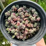 Sedum dasyphyllum Lilac Mound - Image 2