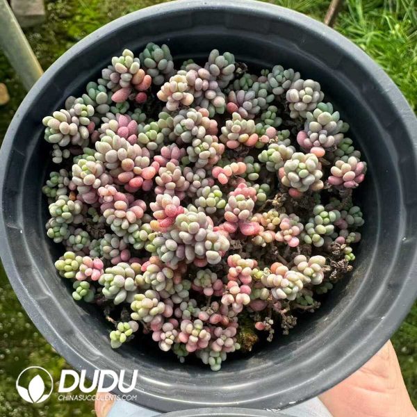 Sedum dasyphyllum Lilac Mound - Image 2