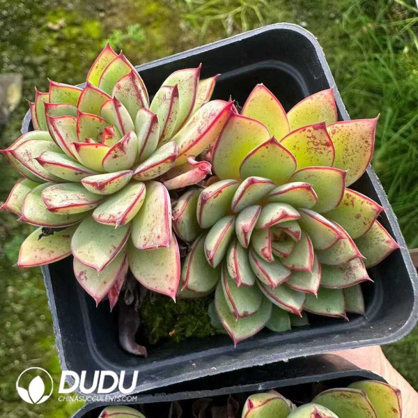 Echeveria Cinderella Double Head - Image 2