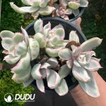 Echeveria Berkeley Variegated Clustering - Image 2