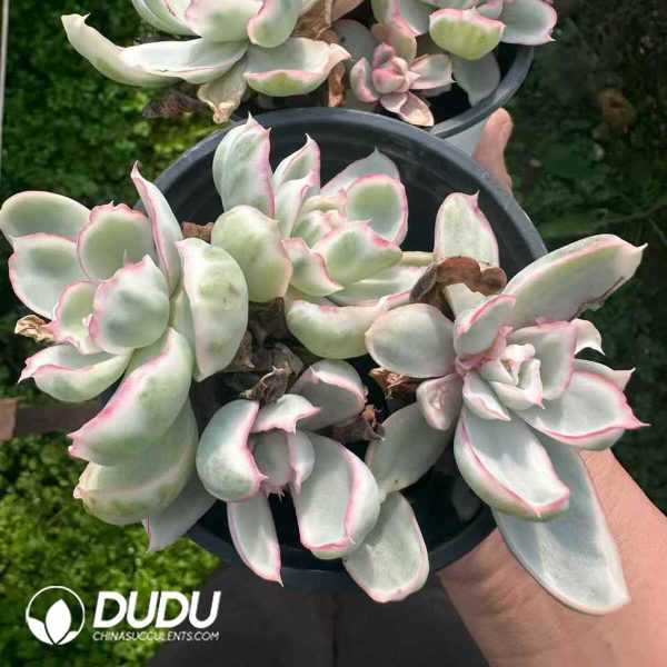 Echeveria Berkeley Variegated Clustering - Image 2