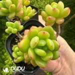 Sedum Alice Evans Clustering - Image 2