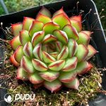 Echeveria Dream Rose - Image 2