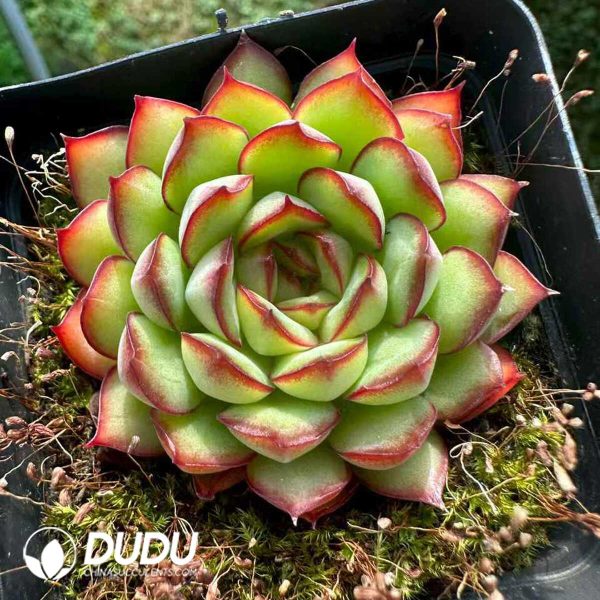 Echeveria Dream Rose - Image 2