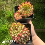 Echeveria Dream Rose Double Heads - Image 2