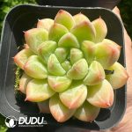 Echeveria Little Raccoon - Image 2