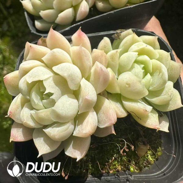 Echeveria Elegans Alba Double Heads - Image 2