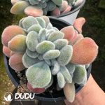 Echeveria Frosty Cristata - Image 2