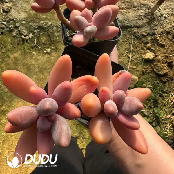 Pachyphytum Ganzhou - Image 2