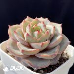 Echeveria Hui Zhiyu - Image 2