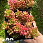 Sedum Joyce Tulloch - Image 2