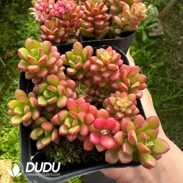 Sedum Joyce Tulloch - Image 2