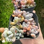 Echeveria Augustus Clustering - Image 2