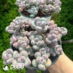 Sedum Tom Clustering - Image 2