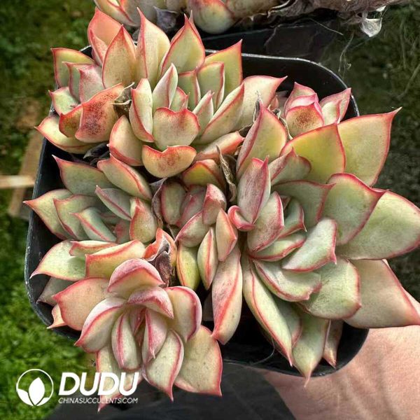 Echeveria Moon Goddess Clustering - Image 2