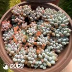 Graptopetalum pachyphyllum Bluebean Clustering - Image 2