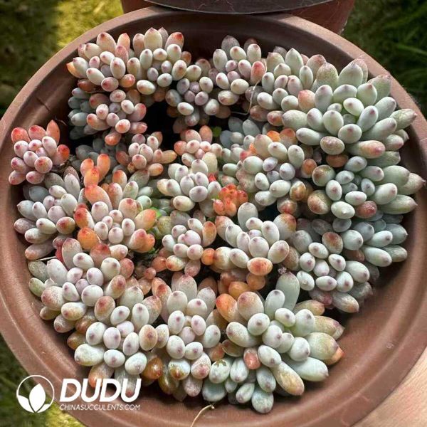 Graptopetalum pachyphyllum Bluebean Clustering - Image 2