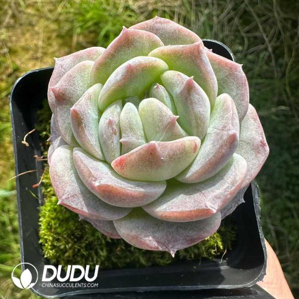 Echeveria Ice Green - Image 2