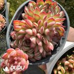 Echeveria Dream Rose Clustering - Image 2