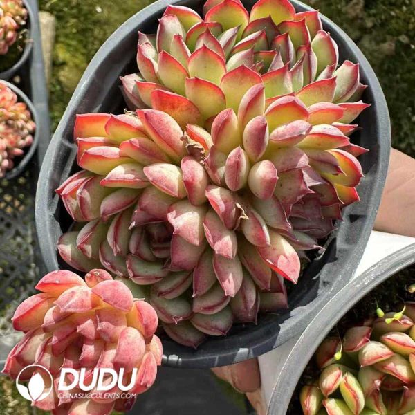 Echeveria Dream Rose Clustering - Image 2