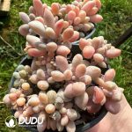 Pachyphytum amethystina - Image 2