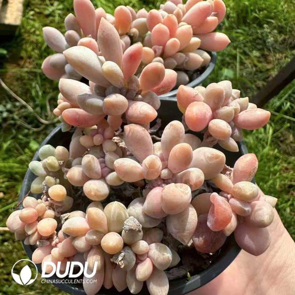 Pachyphytum amethystina - Image 2