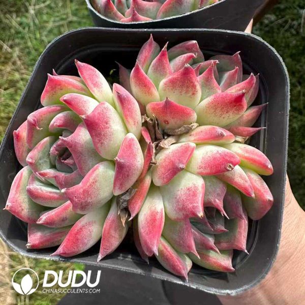Echeveria Honey Peach Clustering - Image 2