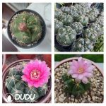 500Pcs Gymnocalycium Paraguayense Seeds - Image 2