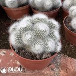 (Grafted)Parodia scopa var. albispinus Clustering - Image 2