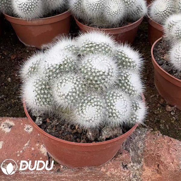 (Grafted)Parodia scopa var. albispinus Clustering - Image 2