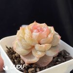 Echeveria Pink Frills - Image 2