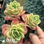 Echeveria Ice Rose Clustering - Image 2