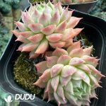 Echeveria Red hole - Image 2