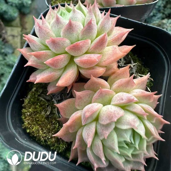 Echeveria Red hole - Image 2