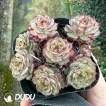 Echeveria Super Circle - Image 2