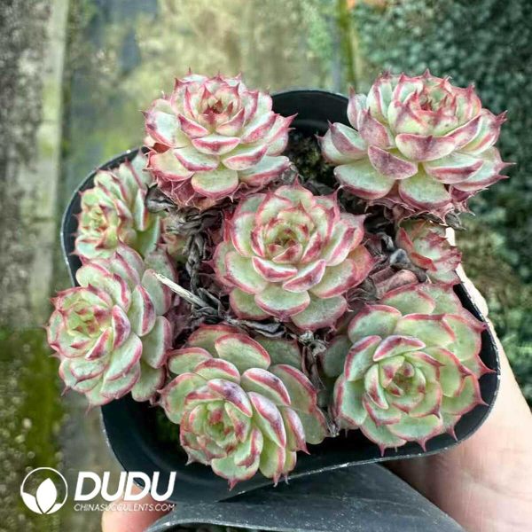 Echeveria Super Circle - Image 2