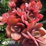 Echeveria Suyon Clustering - Image 2