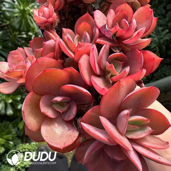 Echeveria Suyon Clustering - Image 2