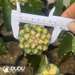 (Grafted)Coryphantha elephantidens - Image 2